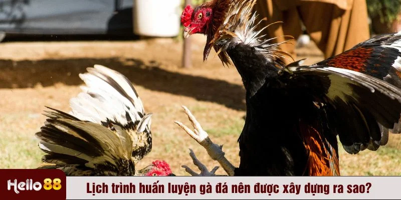 Cách huấn luyện gà đá ở giai đoạn này nhằm nâng cao thể lực và sức bền