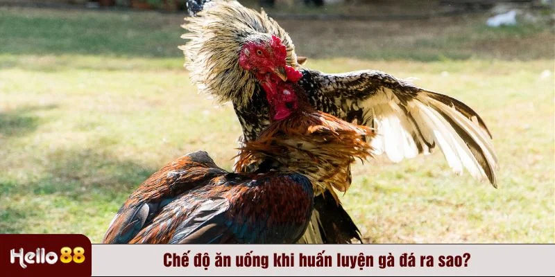 Chế độ dinh dưỡng hợp lý hỗ trợ huấn luyện gà đá hiệu quả
