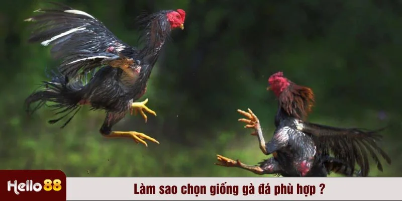 Chọn giống gà đá phù hợp để tăng cơ hội chiến thắng