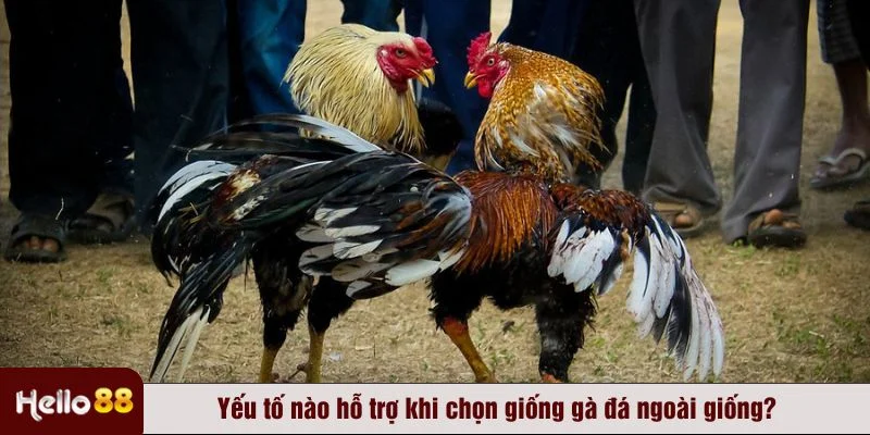 Chọn giống gà đá và chú ý chế độ dinh dưỡng, luyện tập