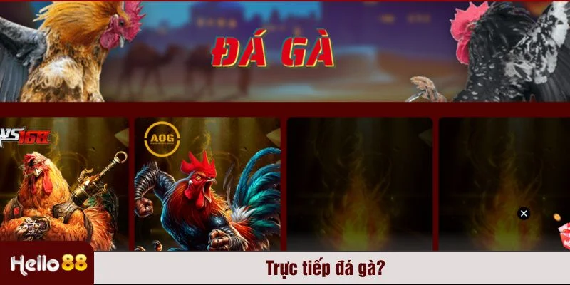 Tận hưởng không khí sôi động của sới gà với sảnh trực tiếp đá gà Hello88