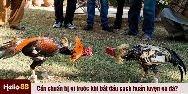 Trước khi áp dụng cách huấn luyện gà đá, cần chuẩn bị chiến kê và vật dụng